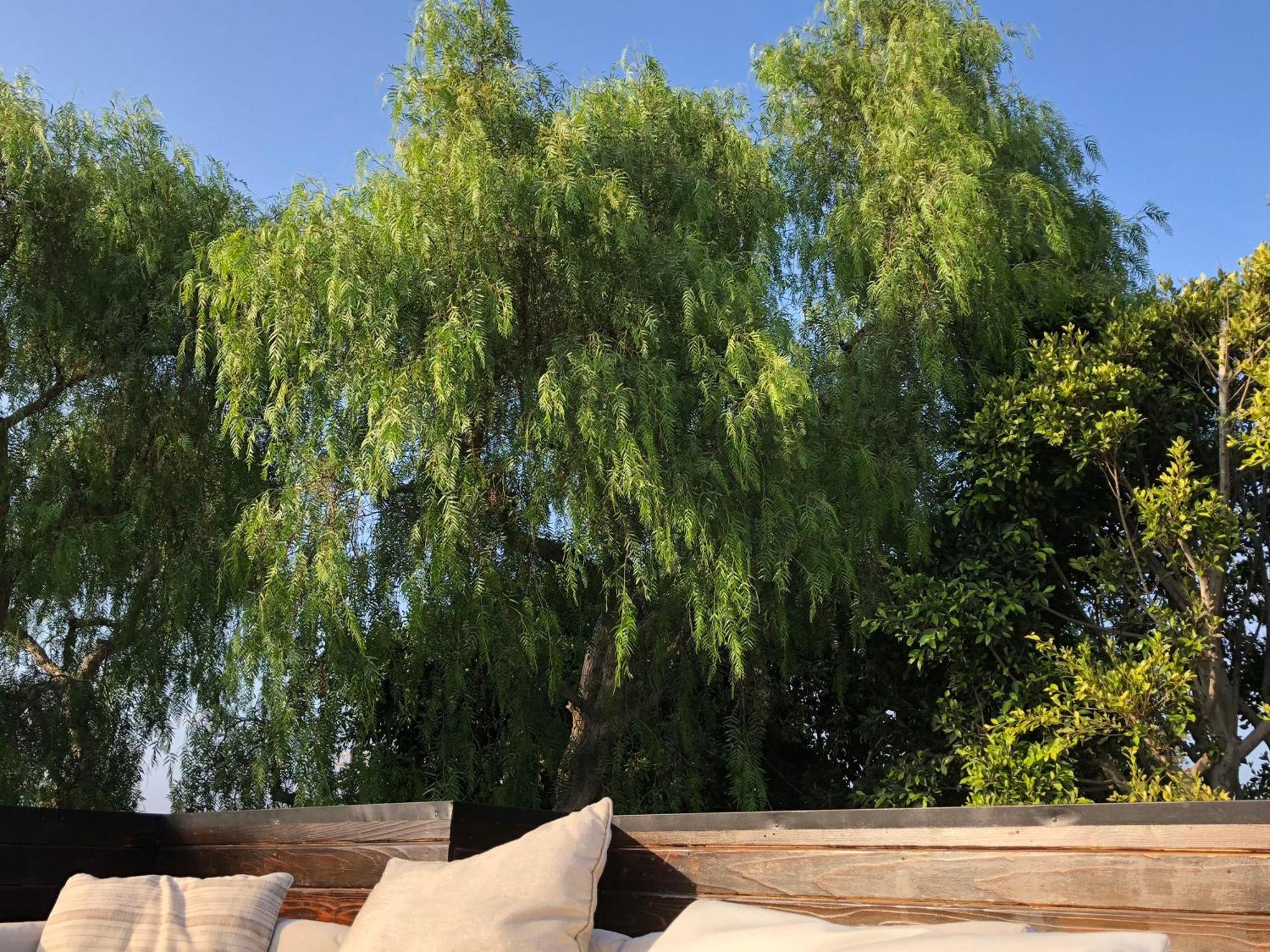 Venice Beach Studio With Large Private Patio Steps To The Beach 洛杉矶 外观 照片